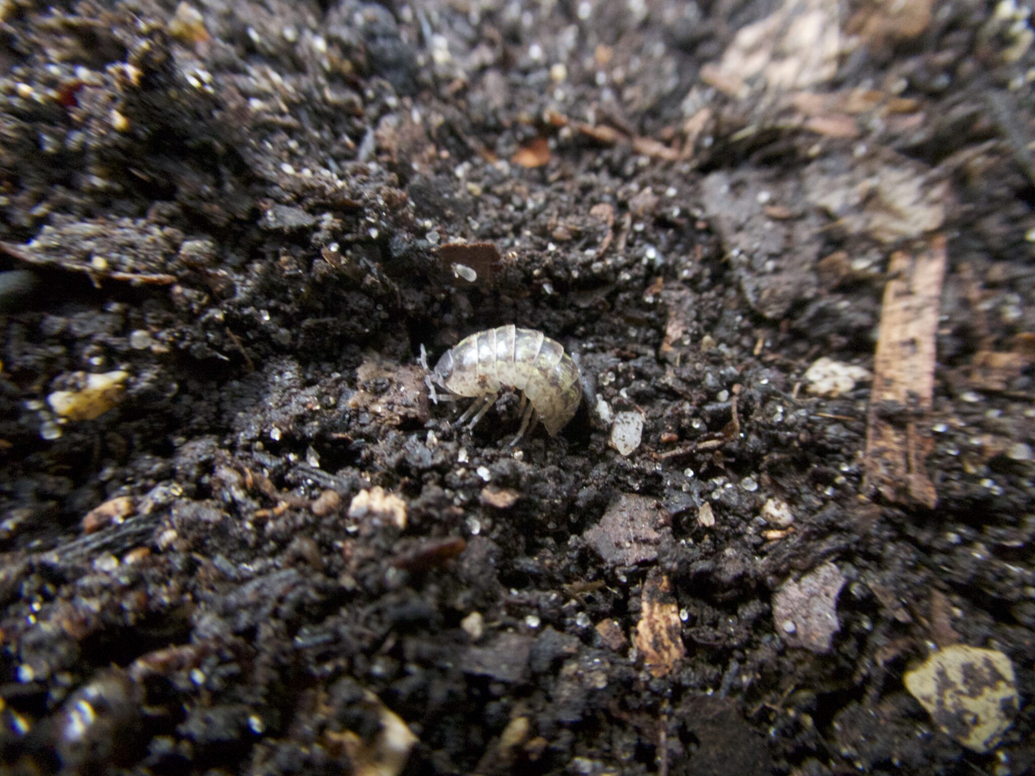 Le compost que nous produisons à partir de nos déchets végétaux est un paradis alimentaire et une cachette efficace pour les petites bêtes. C’est le cas du cloporte qui,  alors qu’il ressemble plus au homard qu’à un insecte, est un arthropode vivant sur la terre et non dans l’eau. Il se nourrit de matière organique morte qu’il fragmente et prépare pour la décomposition.