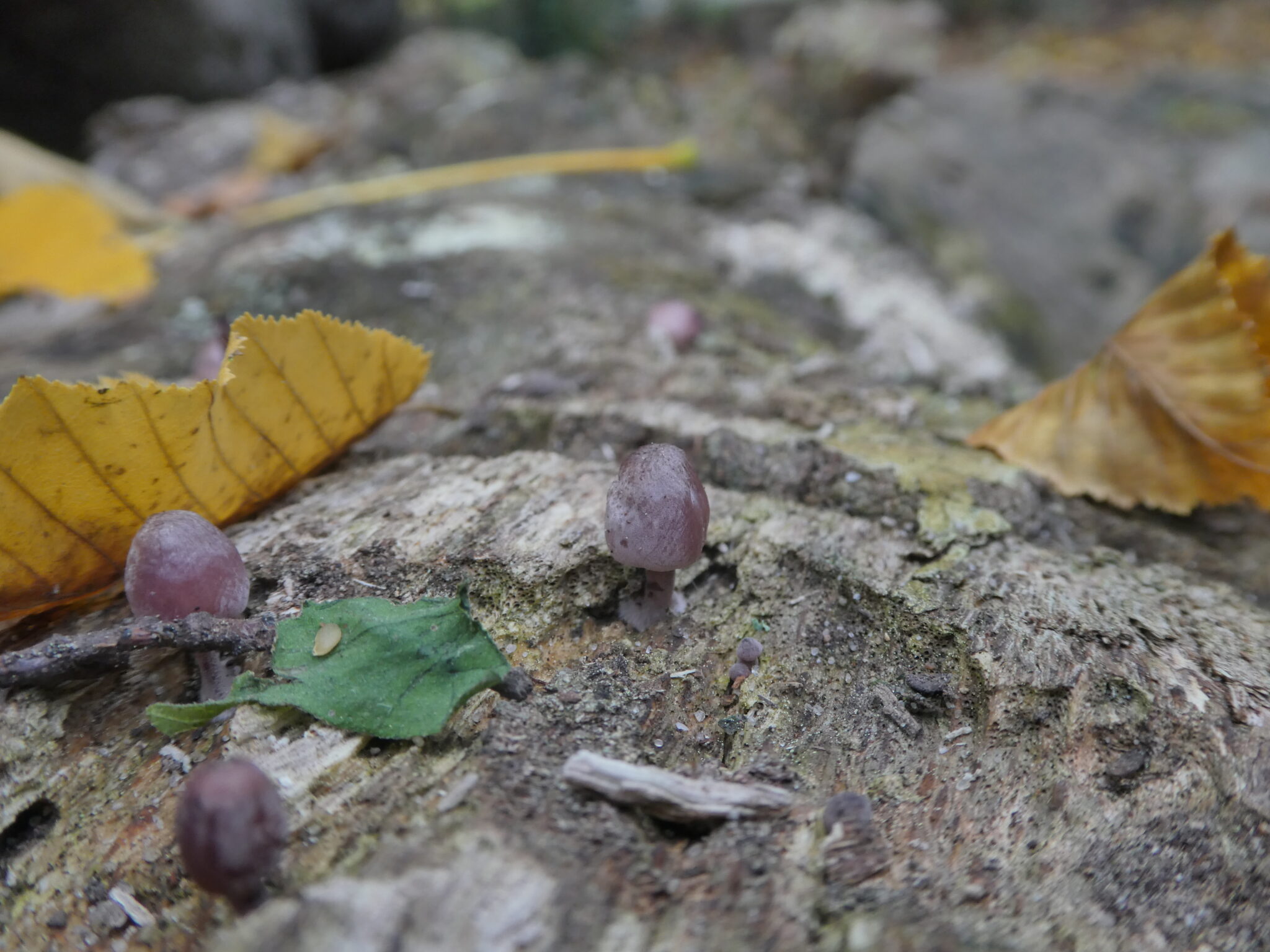 Les champignons sont les premiers acteurs incontournables de la décomposition du bois mort. Une fois fragmenté, le bois, très dur au début, peut nourrir d’autres organismes et ainsi faire fonctionner le réseau trophique.