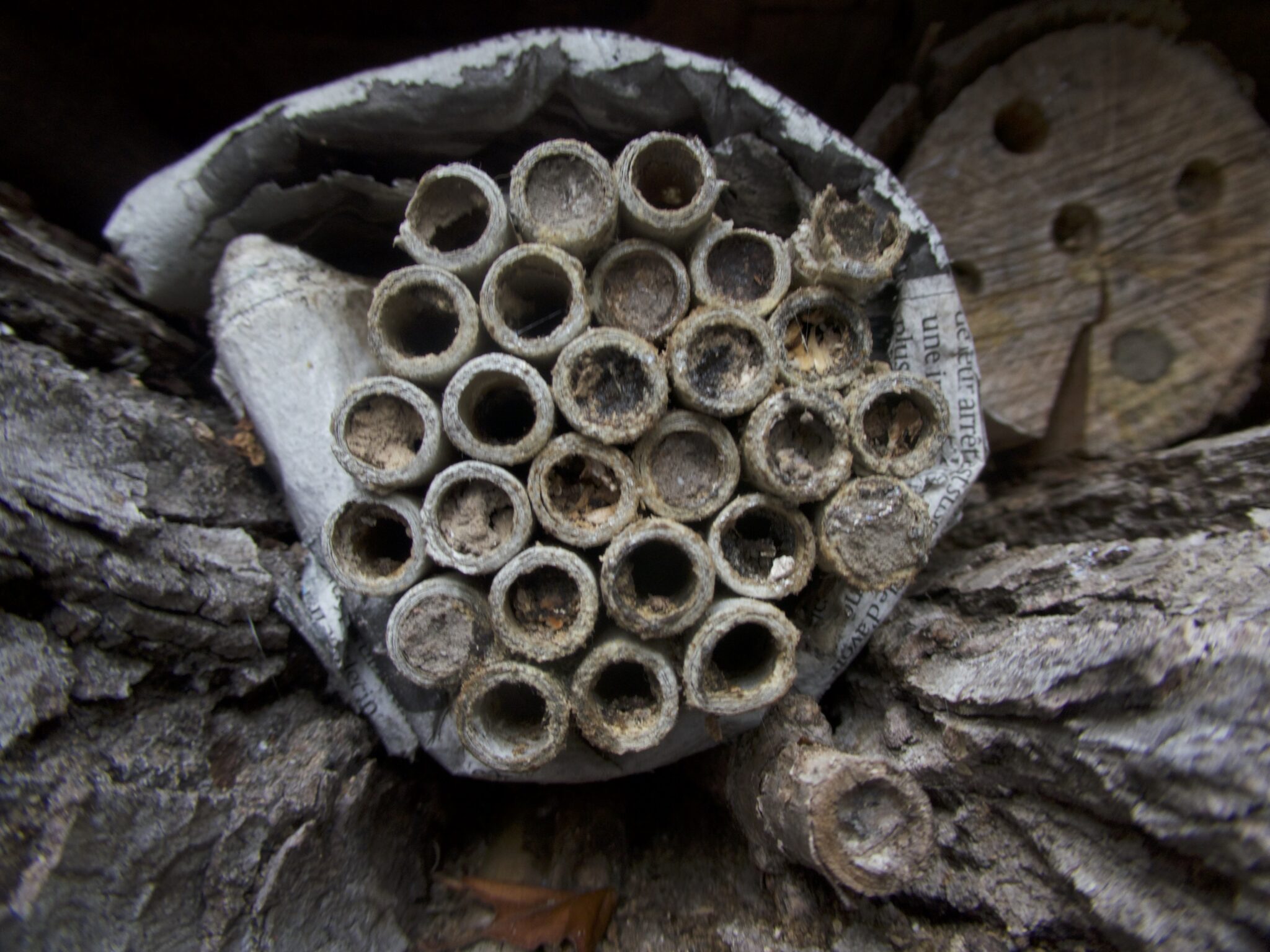 L’hôtel à insectes permet à diverses petites bêtes, comme les araignées et les papillons, de trouver refuge. En ville, il est rare de trouver du bois mort, car il est souvent jeté ou déposé en dehors des zones urbaines. Pourtant, c'est un lieu de vie idéal  pour une  grande partie des petites bêtes, proies comme prédateurs. Le mélange de ces petites bêtes au même endroit peut néanmoins conduire à la chasse d’une espèce sur l’autre.