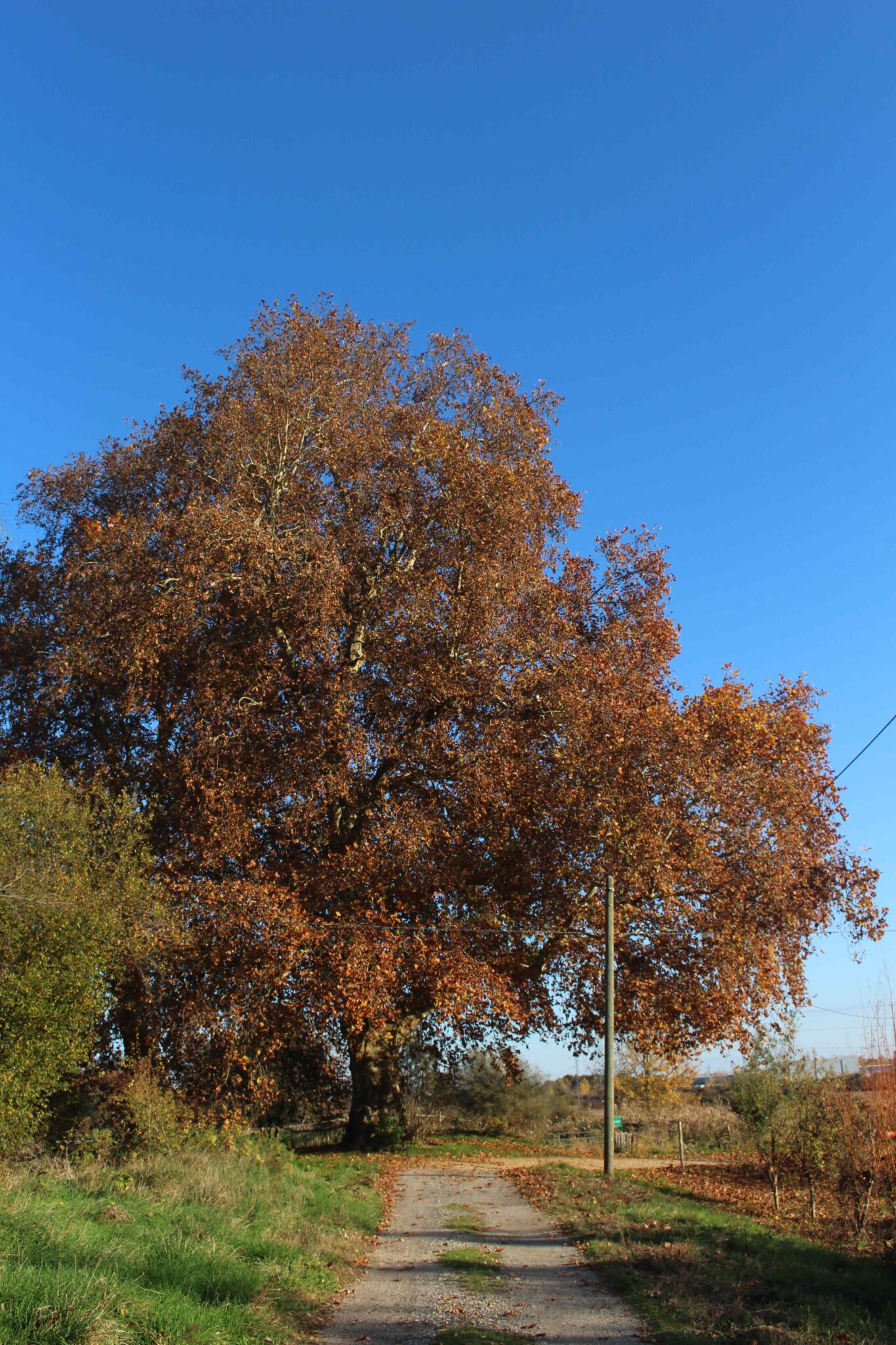 Le chêne est une espèce dite “fondatrice”, elle concentre sur elle et autour d’elle un grand nombre d’interactions avec l’écosystème local. On estime à 1500 le nombre d’espèces qui sont directement liées à cet arbre, qui est très présent ici dans la réserve des Marais de Bruges.