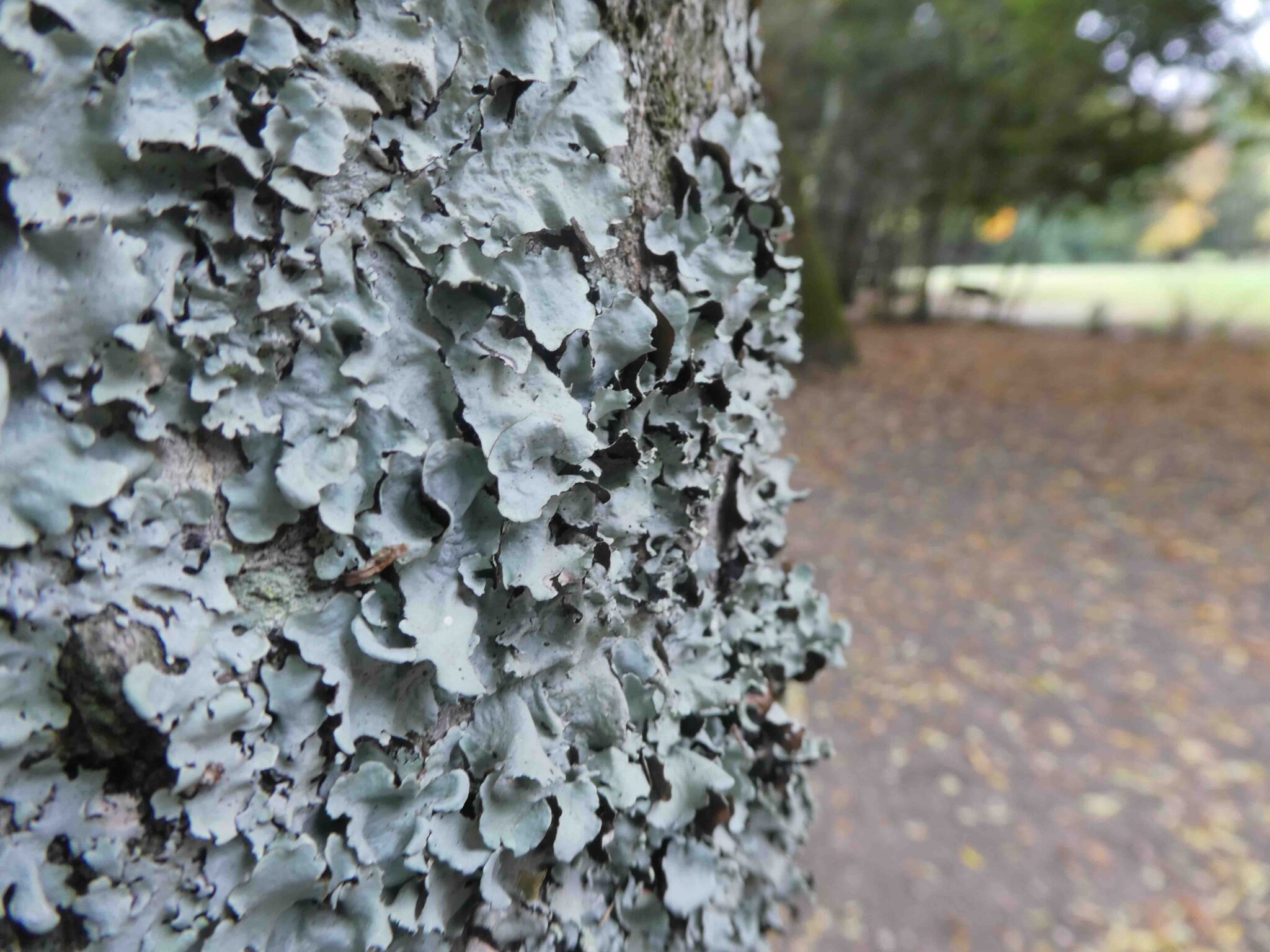 Le lichen est un organisme né d’une fusion entre une algue et un champignon qui vivent en symbiose. Les algues contiennent de la chlorophylle qu’elles mettent à profit pour produire des sucres grâce à l’énergie solaire, au gaz carbonique de l’air et à l’eau. Ces sucres nourrissent les champignons qui, en retour, aident les algues à se procurer quantité de sels minéraux et d’eau dont elles ont besoin. L’écorce des arbres est un habitat privilégié pour cet organisme.