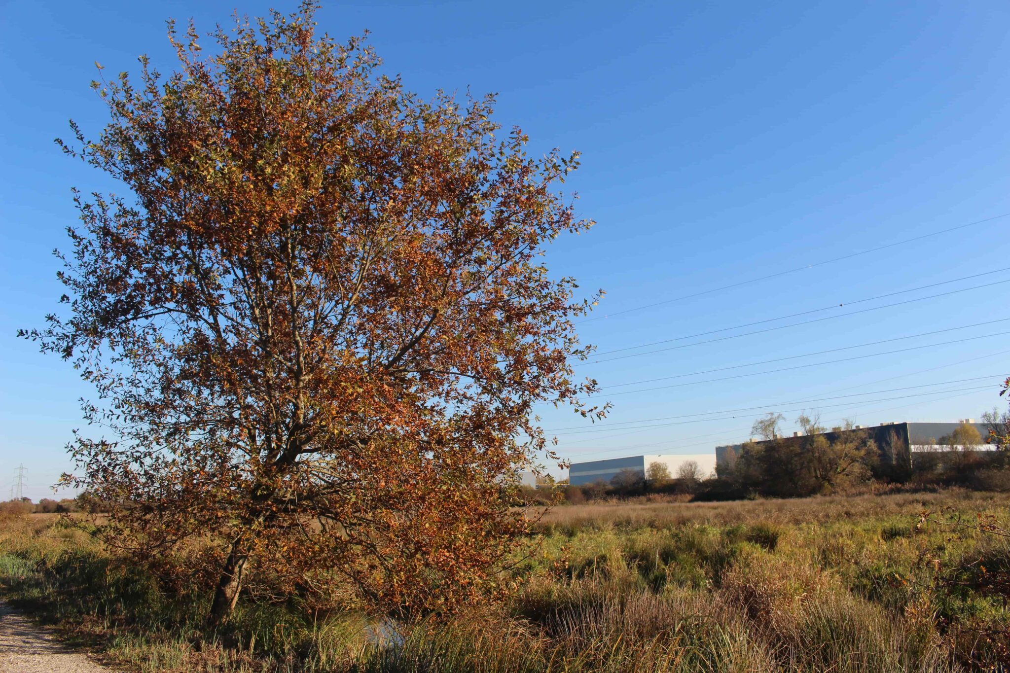 En 1983, pour protéger ce patrimoine la Réserve Naturelle Nationale des Marais de Bruges est créée par décret ministériel afin de protéger 265 hectares sur les 280 qui subsistent du marais. Aujourd’hui la réserve cohabite avec le paysage urbain qui marque les limites d’un lieu où la nature a repris ses droits.