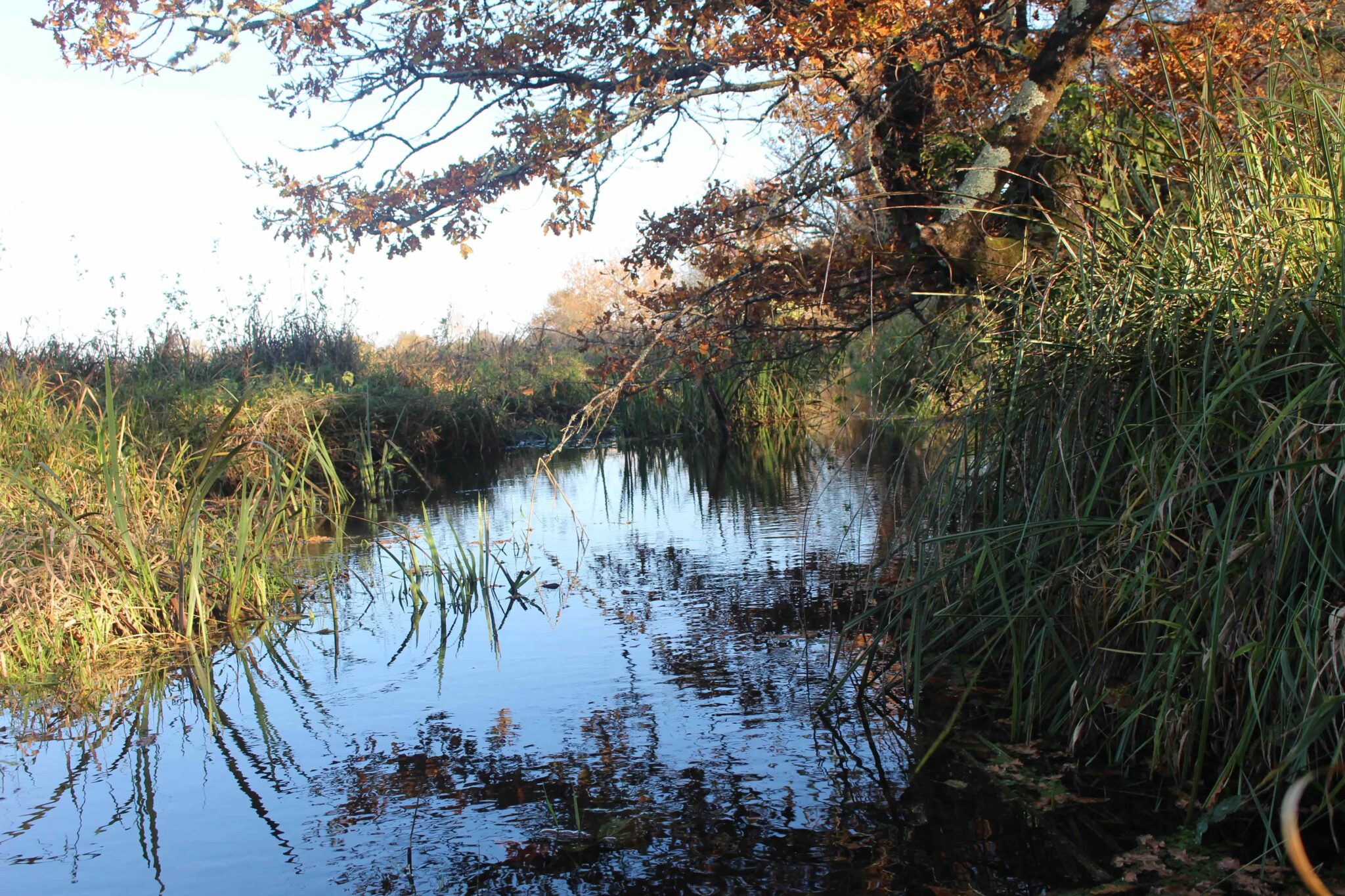 Le chêne pédonculé est l'espèce de chêne la plus adaptée aux zones humides, car l’arbre supporte les inondations et l’immersion de ses racines et de ses glands dans l’eau.