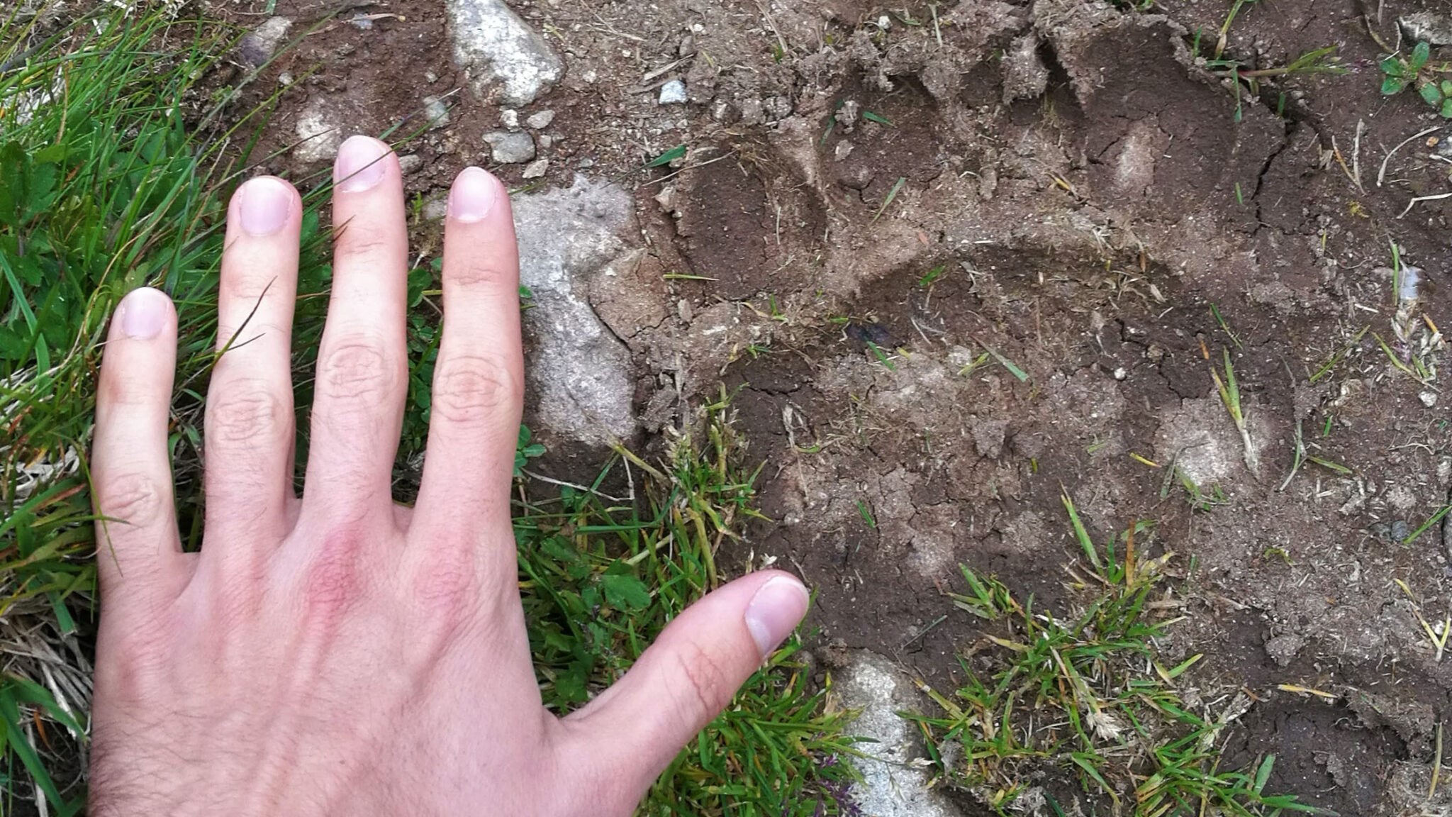 Selon Farid Benhammou, il est essentiel d’étudier ces grands mammifères sur le terrain, directement dans leur milieu. Ici un garde du parc national des Pyrénées compare sa main avec une empreinte de la patte avant d’un ours brun (Ursus arctos).