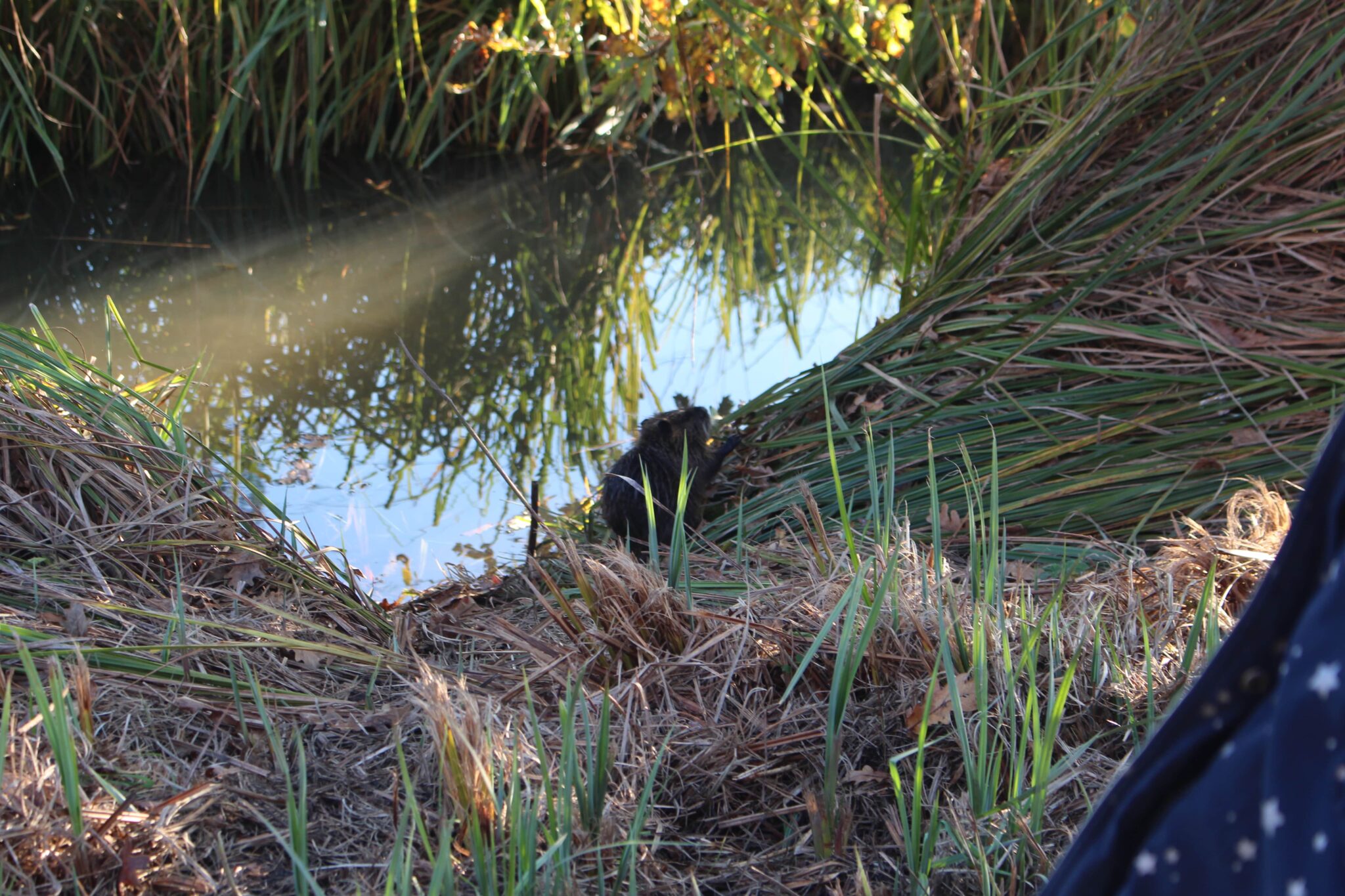 Cette stabilité minimise l’impact que peuvent avoir les ragondins qui dégradent les berges en creusant des terriers et en y construisant des galeries, comme le fait ici ce jeune ragondin. Les érosions provoquées par les rongeurs sont à l’origine de sols instables.