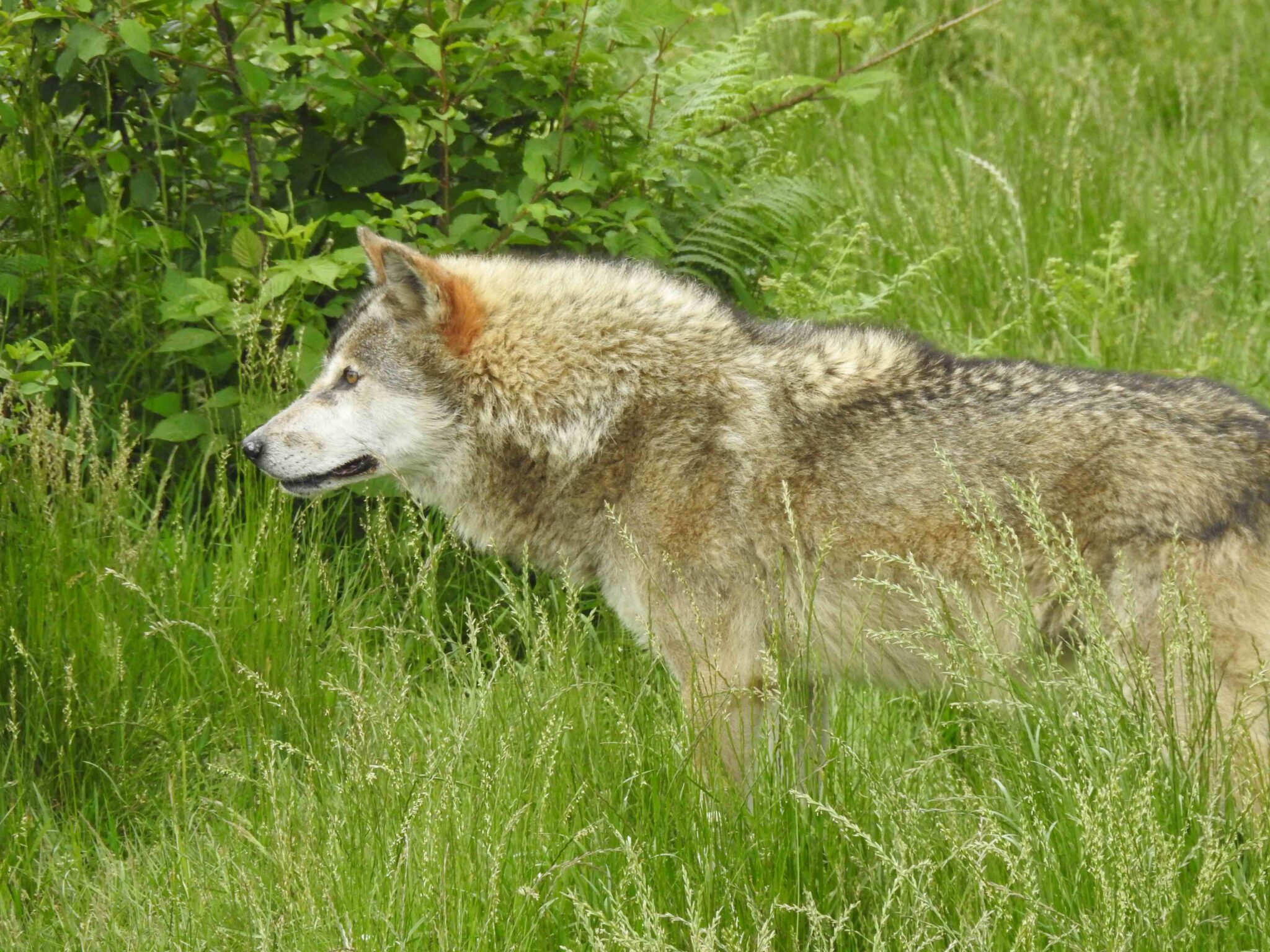 Ces grands prédateurs, comme le loup gris (ici, “Sargasse” un loup adulte, photographié au parc animalier des loups de Chabrières), sont essentiels à la bonne santé de nos écosystèmes. Au sommet de la chaîne alimentaire, il participe à la régulation des herbivores, qui impactent la végétation.