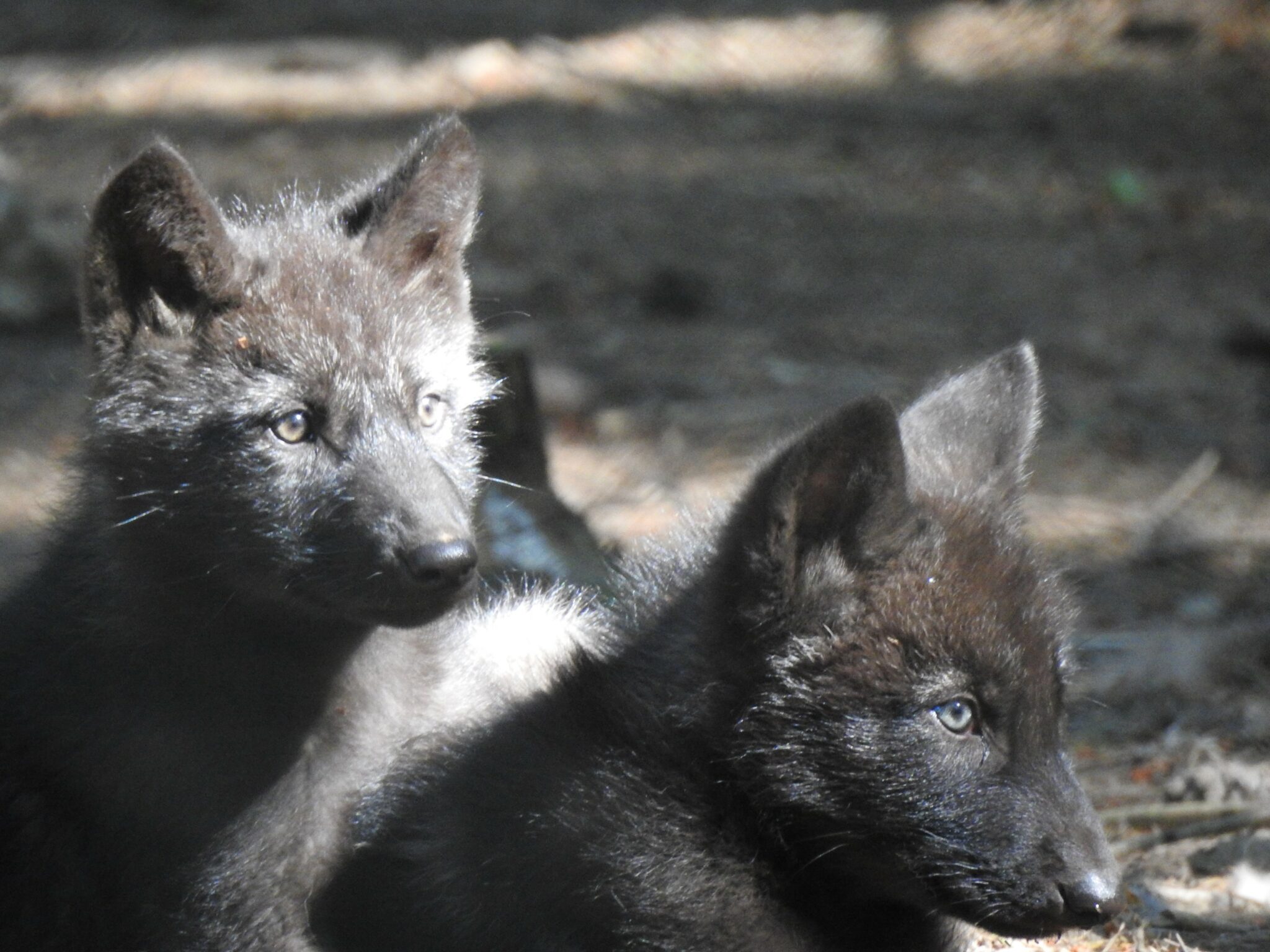 Ailleurs dans le monde, d’autres espèces de loups sont également essentielles au maintien de la bonne santé des écosystèmes. Ici deux jeunes louveteaux de Mackenzies (une sous-espèce de loups gris canadiens, vivant en captivité au parc animalier des loups de Chabrières).