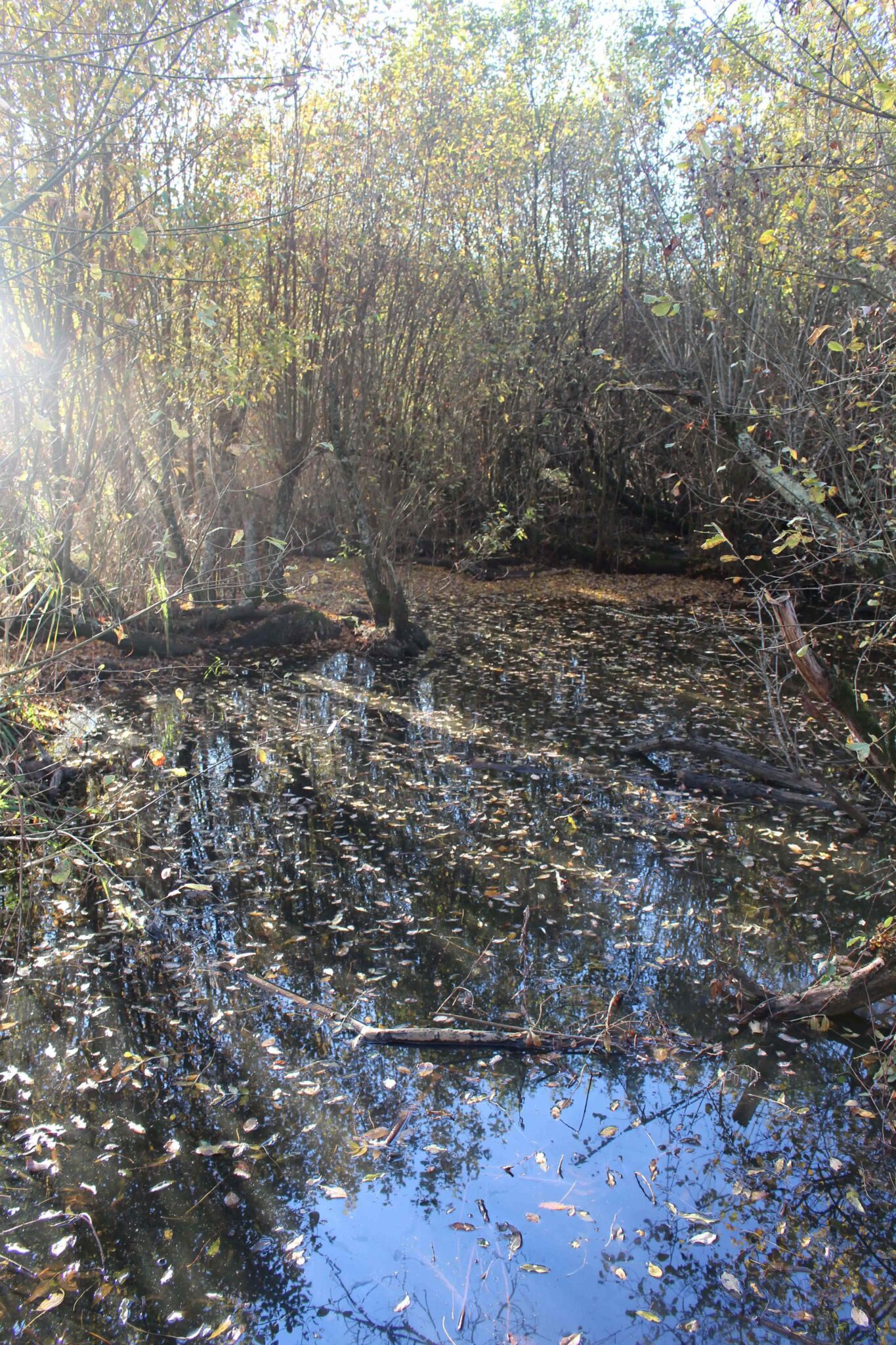 Dans la réserve des Marais de Bruges le chêne pédonculé, ainsi que plusieurs espèces d’arbres buissonnants contrecarrent ces éboulements en stabilisant les sols.