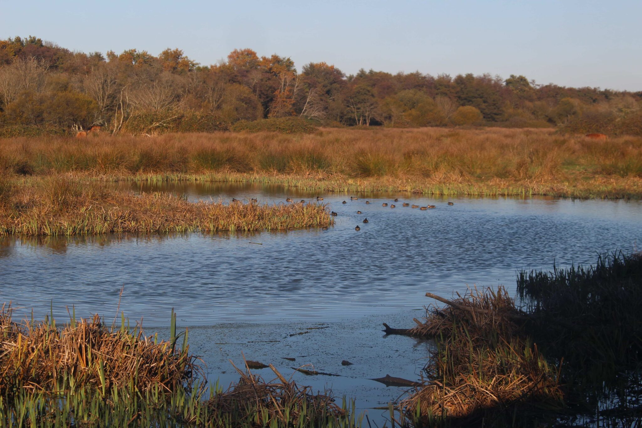 Canards, poules d’eau, hérons, etc. : de nombreux volatiles adaptés aux zones humides viennent trouver refuge dans la réserve, autant dans ses cours d’eau que sur ses rivages.