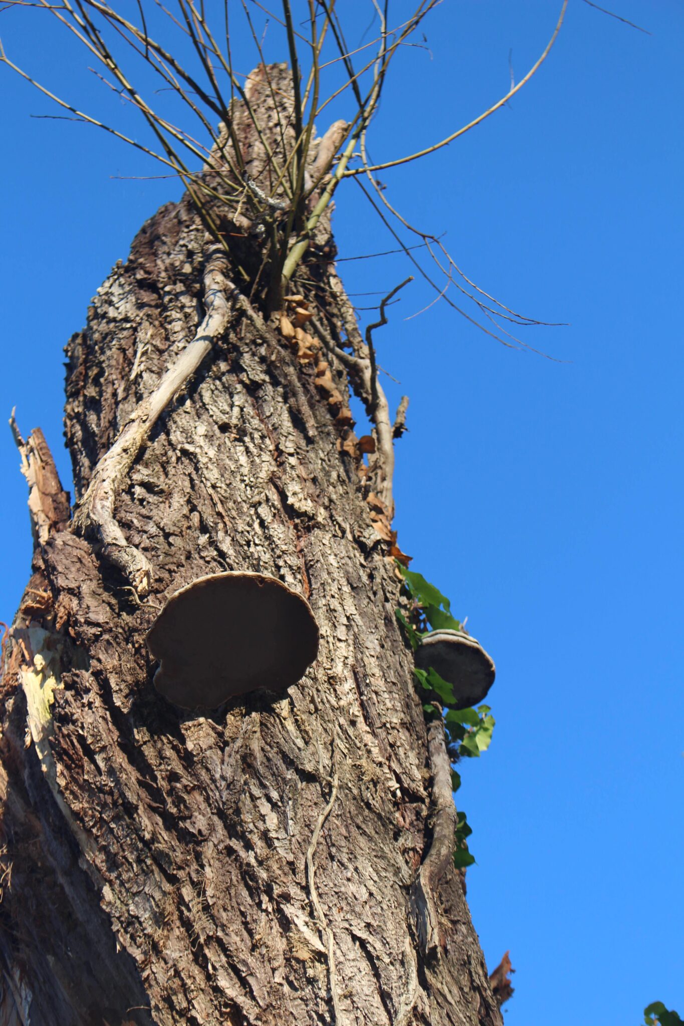 En plus d’être extrêmement utile pour le milieu et les espèces avec lesquelles il interagit tout au long de sa vie, le chêne constitue aussi un habitat d’intérêt après sa mort : le tronc de l’arbre se transforme en bois creux et deviendra une niche parfaite pour les chauves-souris, ou permettra à des populations de champignons de s’y développer, comme ici.