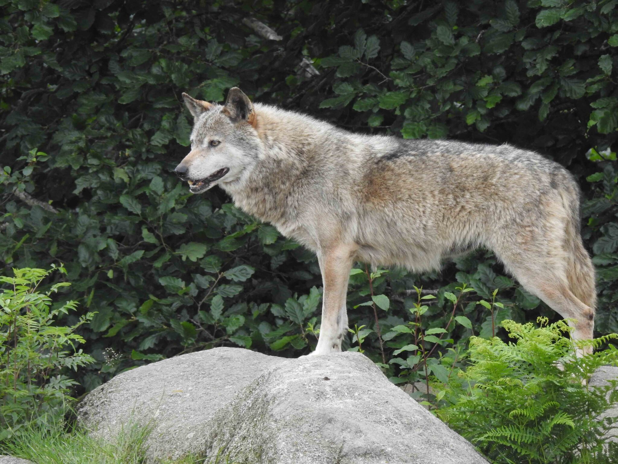 Le loup gris (Canis lupus) est de retour en France depuis les années 1990 : on estime que 620 individus sont aujourd'hui présents sur notre territoire. Sur cette photographie, le loup “Coyote”, photographié  au parc animalier des loups de Chabrières, près de Guéret en Creuse.